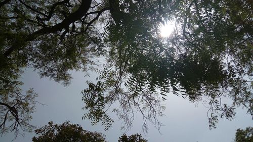 Low angle view of tree against sky