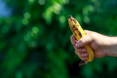 Cropped image of man holding banana