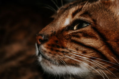 Close-up of a cat looking away