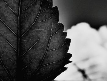 Close-up of leaf against sky