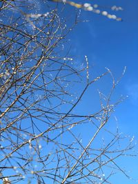 Low angle view of flowering tree against blue sky