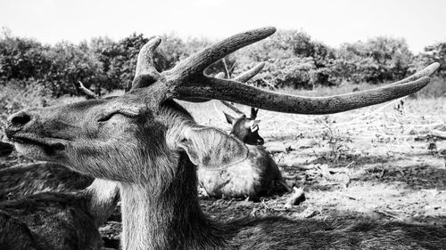 Close-up of deer on field