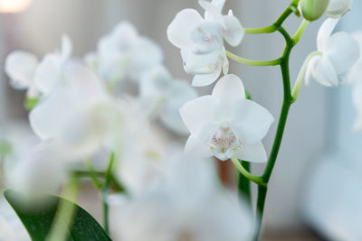 Close-up of white orchid