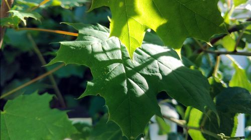 Close-up of fresh green leaves