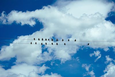 Low angle view of birds flying against blue sky