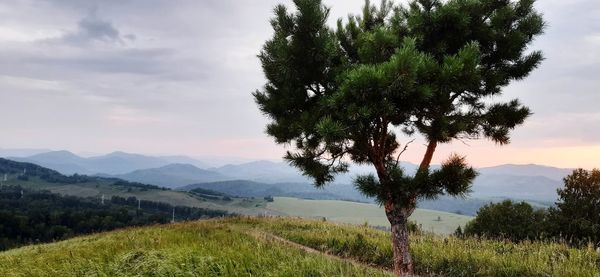 Trees on field against sky