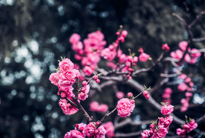 Close-up of pink cherry blossoms in spring