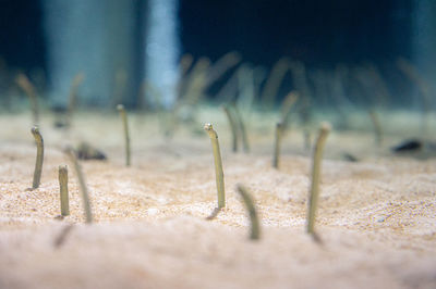 Close-up of animal on beach