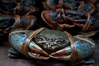 Close-up of crab for sale at market