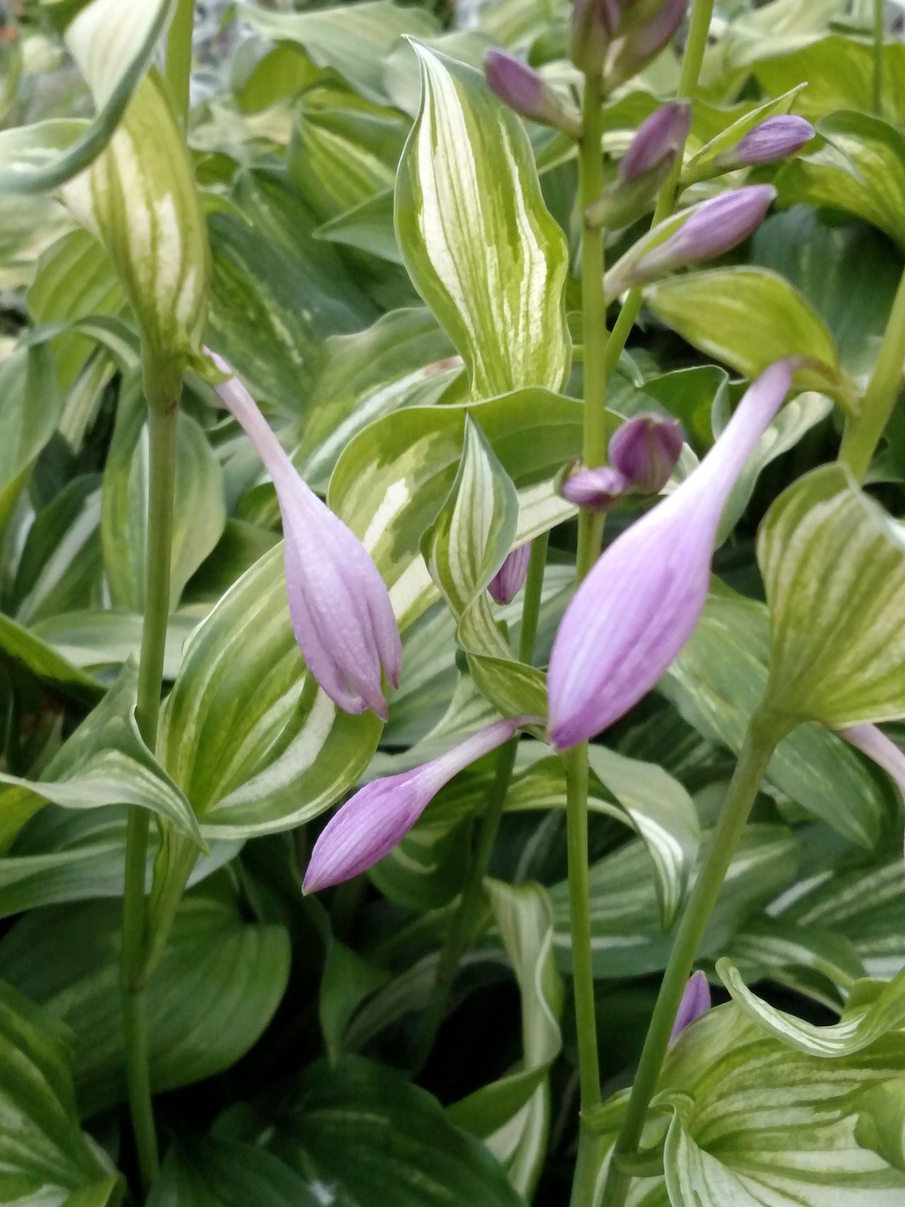 Hosta bloom