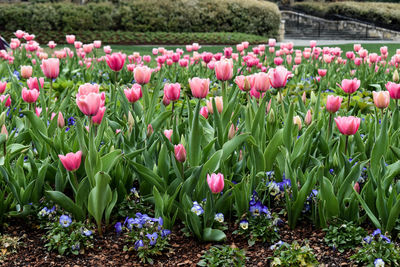 Close-up of pink tulips in field