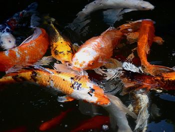 View of koi fish in sea