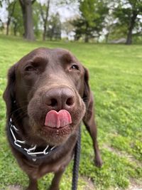 Close-up of dog