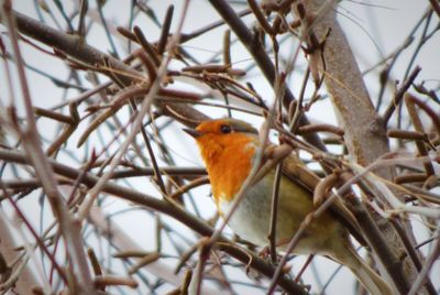 Close-up of a bird perching on branch