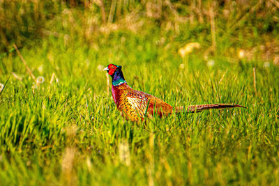 Side view of a bird on field