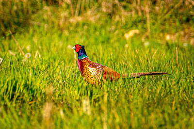 Side view of a pheasant on field