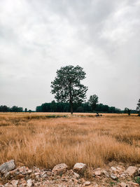 Tree on field against sky