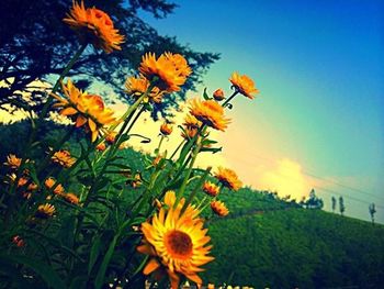 Close-up of yellow flower blooming in field