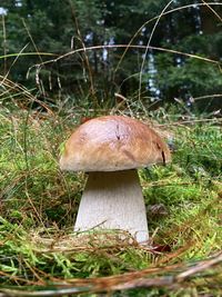 Close-up of mushroom growing on field