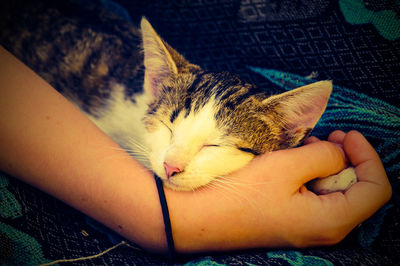 Close-up of hand sleeping cat
