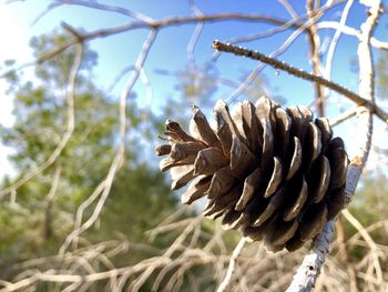 Close-up of pine cone on field against sky
