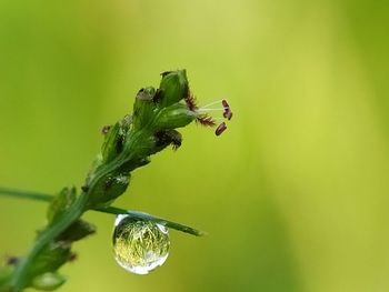 Close-up of insect on leaf