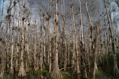 Full frame shot of trees in forest