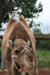 Dromedary camel