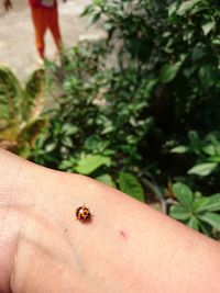 Close-up of insect on hand