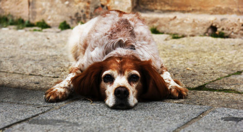 Portrait of dog relaxing on footpath