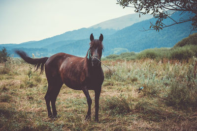 Horse grazing on field