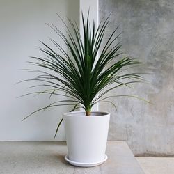 Potted plant