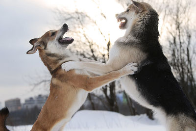 Dogs fighting on snow covered land