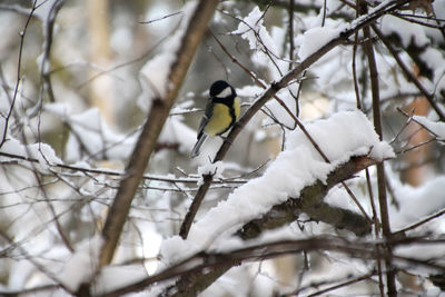 Close-up of bird perching on tree during winter