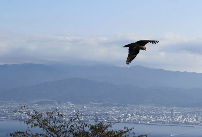 Bird flying over sea against sky