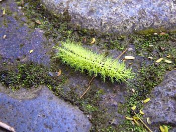 Plants growing in garden