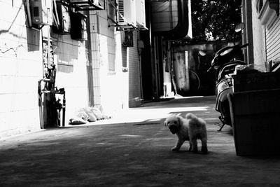 Dog in front of building