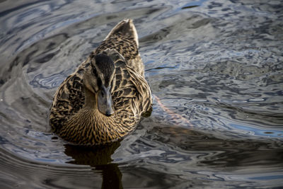 High angle view of duck swimming in lake