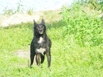 Portrait of black dog on field