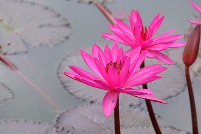 Close-up of pink water lily in lake