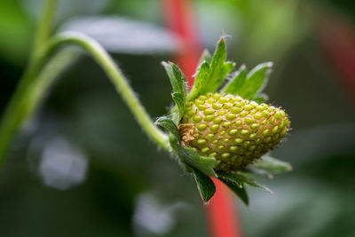 Close-up of flower against blurred background