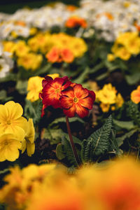 Close-up of yellow flowering plant on field