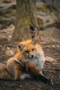 Portrait of lion relaxing on tree trunk