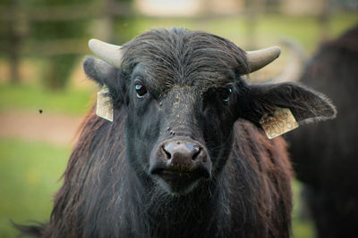 Close-up portrait of a buffalo