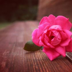 Close-up of pink flower on wooden table