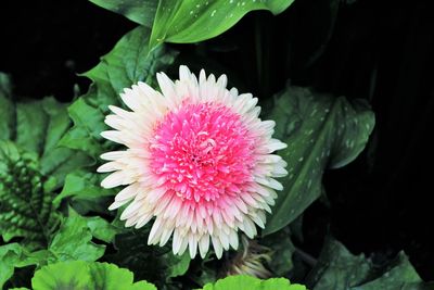 Close-up of pink water lily