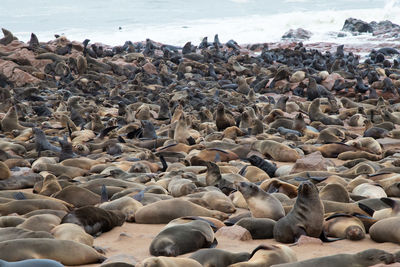 Big colony of sea lions on the namibian coast. cape cross, namibia. africa