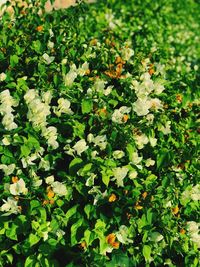 High angle view of flowering plants on field