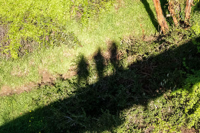 Shadow of tree on field
