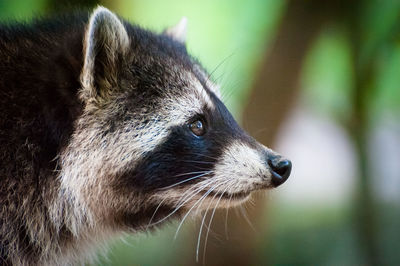 Close-up of racoon